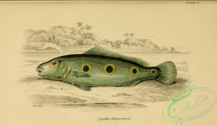 fishes_best-00129 - cychla orinocencis