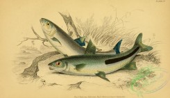fishes_best-00183 - chalceus labrosus (uL), chalceus nigor-taeniatus (uL)