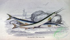 fishes_best-00269 - Garfish, Saury Pike