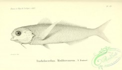 fishes_bw-01901 - 001-Driftfish, trachelocirrhus mediterraneus
