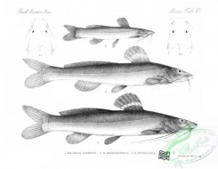 fishes_bw-01933 - 013-South American Catfish, rhamdia godmani, rhamdia managuensis, rhamdia hypselura