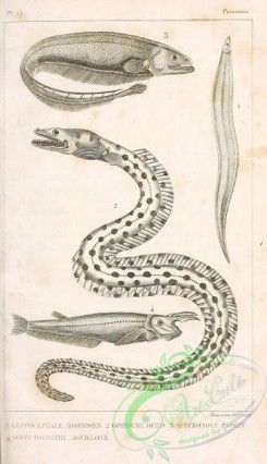 fishes_bw-01965 - 001-European Conger, leptocephalus morrisii, ophisurus ophis, Black Ghost, apteronotus passan, Guiana Longfin Herring, odontognathus mucronatus