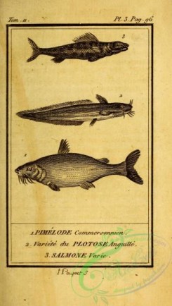fishes_bw-02159 - 003-pimelode commersonnien (Fr), plotose anguille (Fr), salmone varie (Fr)