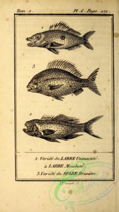 fishes_bw-02171 - 008-labre unimacule (Fr), labre mouchete (Fr), spare brunatre (Fr)