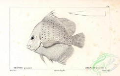 fishes_bw-02766 - 023-Spotted Sicklefish, drepane punctata