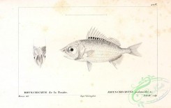 fishes_bw-02793 - 050-rhynchichtys pelamidis