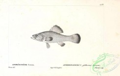 fishes_bw-02857 - 114-Pirate Perch, aphredoderus gibbosus