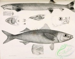 fishes_bw-02921 - 028-rynchana greyi, emmelicthys nitidus