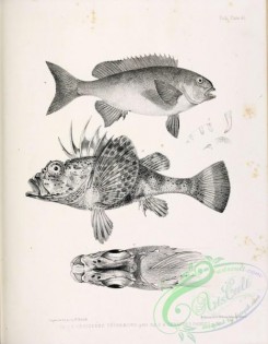 fishes_bw-02933 - 040-Rock Blackfish, crenidens tephraeops, Rough Gurnard Perch, sebastes pandus