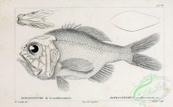 fishes_bw-03031 - 079-hoplostethus mediterranneus