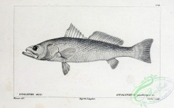 fishes_bw-03036 - 084-Stripped Weakfish, otolithus guatucupa