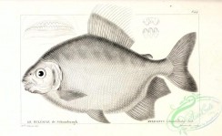 fishes_bw-03178 - 077-mylesinus schomburgkii