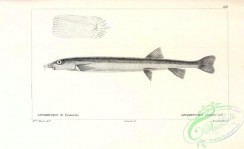 fishes_bw-03228 - 127-Beaked Salmon, gonorhynchus gronovii