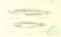 fishes_bw-03260 - 015-Violet Goby, gobioides broussonneti, apocryptes bato