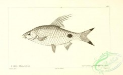 fishes_bw-03372 - 127-Blackspot Barb, leuciscus filamentosus