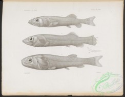 fishes_bw-03790 - 024-bathytroctes alveatus, Koefoed's Smooth-Head, bathytroctes alvifrons, Agassiz' Smooth-Head, leptochilichthys agassizii