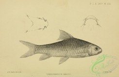 fishes_bw-03825 - 002-Largescale Yellowfish, varicorhinus brucii