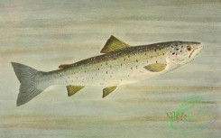 fishes_full_color-00008 - SALMON
