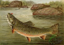 fishes_full_color-00019 - Brook Trout