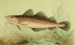 fishes_full_color-00023 - Atlantic Cod