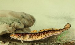 fishes_full_color-00033 - Burbot