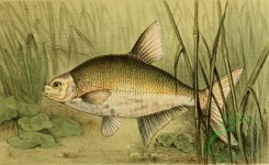 fishes_full_color-00035 - Common bream