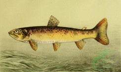 fishes_full_color-00062 - Sea Trout