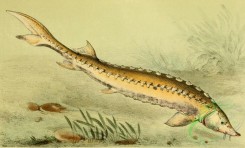 fishes_full_color-00063 - Sturgeon