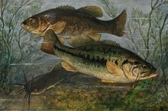 fishes_full_color-00094 - Largemouth Black Bass, grystes salmoides, Largemouth Black Bass, grystes nigricans, Brown Bullhead, amiurus nebulosus