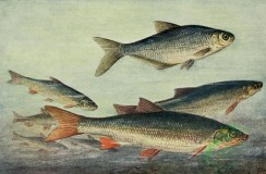 fishes_full_color-00117 - White-Eye Bream, abramis sapa, Common Nase, chondrostoma nasus