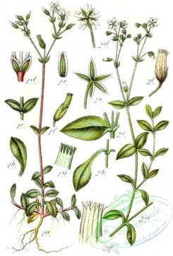 flora-00081 - Minuartia spp, 2