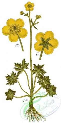 flora-00098 - Ranunculus acris -