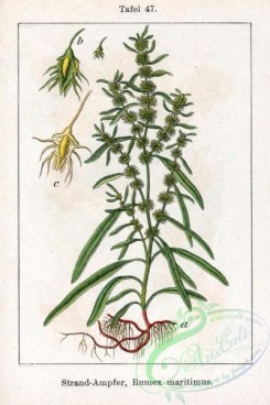 flora-00134 - Rumex maritimus