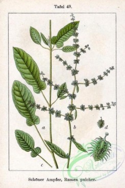 flora-00137 - Rumex pulcher