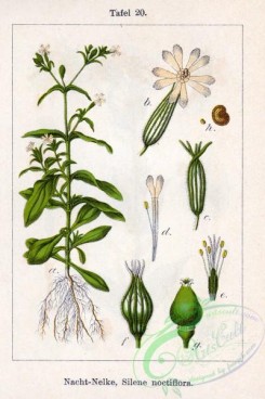 flora-00161 - Silene noctiflora
