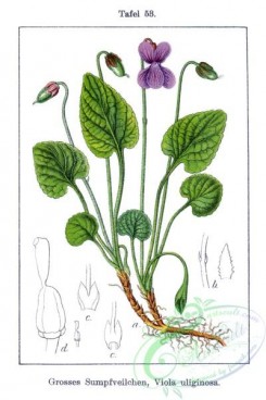 flora-00178 - Viola uliginosa-original
