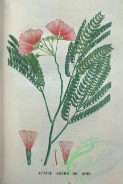 flora-00301 - 002-acacie arbre de soie