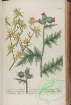 flora-00929 - 040-carduus stellatus, carduus sylvestris