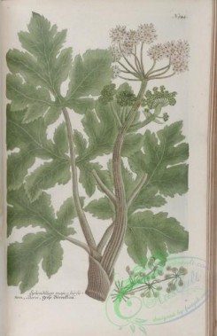 flora-01555 - 168-sphondilium majus