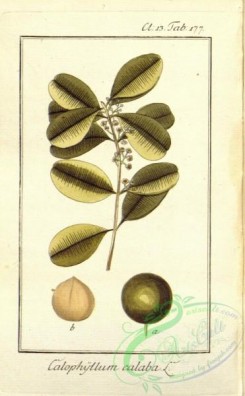 flora-02134 - 077-calophyllum calaba