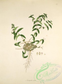 flora-02390 - 034-lepidagathis cristata