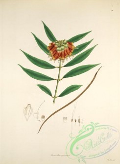 flora-02402 - 046-incarvillea parasitica