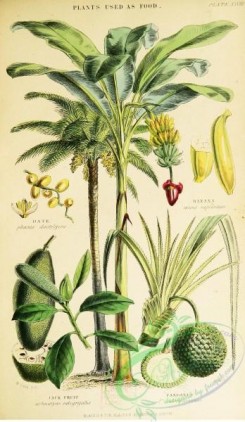 flora-02466 - 035-Date, phoenix dactylifera, Banana, musa sapientum, Jack Fruit, artocarpus integrifolia, Pandanus, pandanus odoratissimus