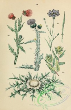 flora-02512 - 039-cnicus, carduus, onopordum, carlina, centaurea