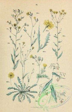 flora-02514 - 041-lactuca, prenanthes, chondrilla, sonchus, crepis, hieracium