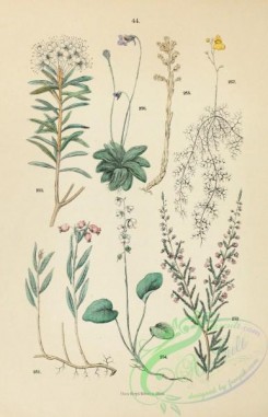 flora-02517 - 044-andromeda, erica, ledum, pyrola, monotropa, pinguicula, utricularia