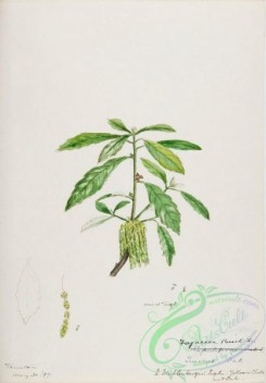 flora-02716 - 144-quercus