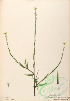 flora-02819 - 247-sisymbrium