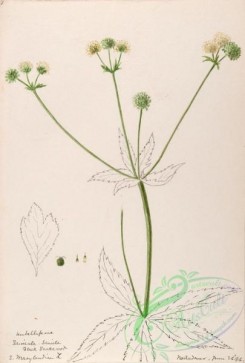 flora-03039 - 467-savicula