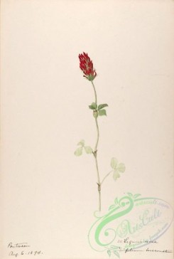 flora-03358 - 303-trifolium